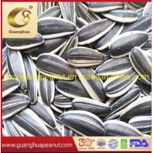 Factory Price Sunflower Seeds Kernels Confectionery Grade